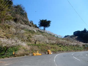 広橋梅林