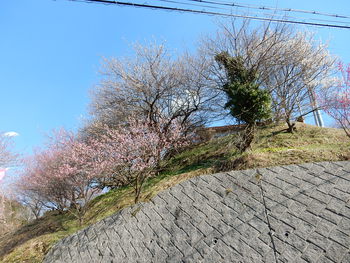 広橋梅林