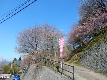 広橋梅林