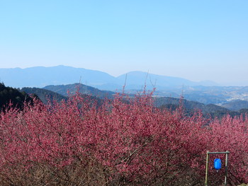 広橋梅林