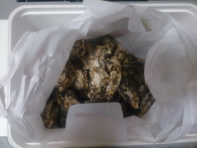 爆釣・満腹