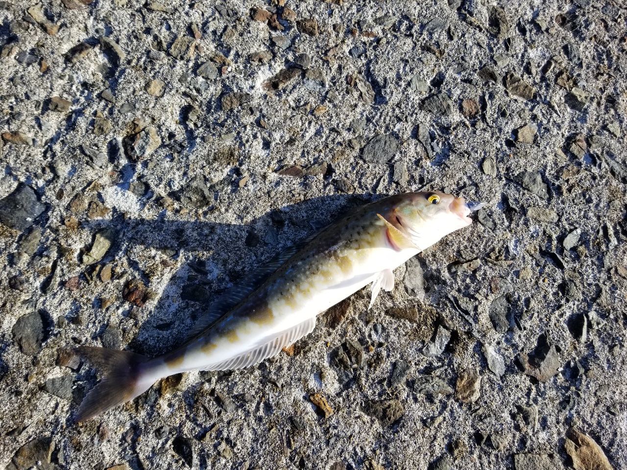 サクラ不発なら癒しの釣りを……サーフで磯で、港でホッケ釣り～～