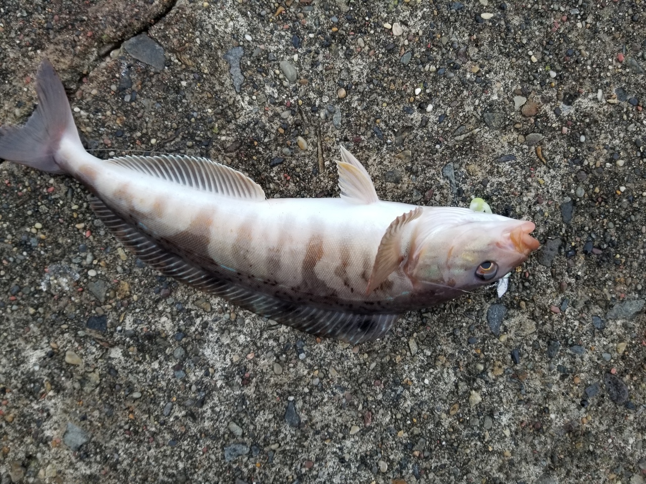 サクラ不発なら癒しの釣りを……サーフで磯で、港でホッケ釣り～～