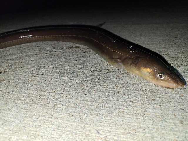 今年佳境　連夜熱狂　美味堪能　アナゴ道場