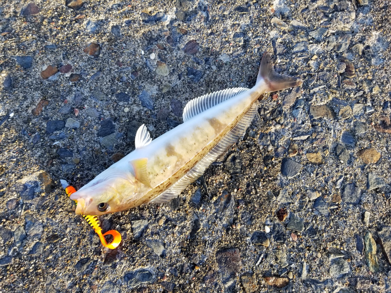 サクラ不発なら癒しの釣りを……サーフで磯で、港でホッケ釣り～～