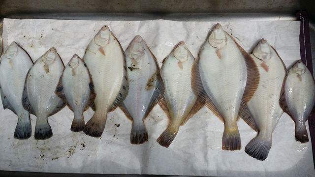 たまに道南釣行記 投げ釣り 鮭釣りの餌と仕掛け