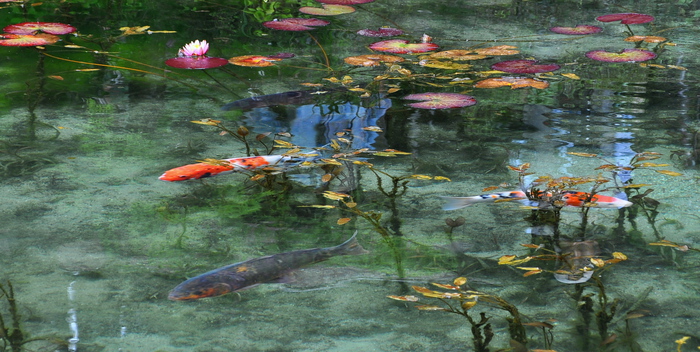 モネの池