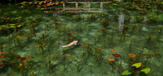 モネの池