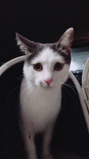 画像アップロード