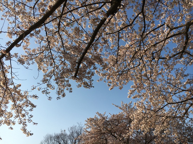桜の下でデイキャンプ