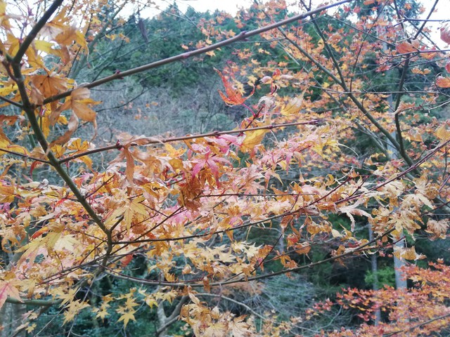 紅葉の名残りを惜しむソロキャンプ〜黒木民宿キャンプ場（長崎県大村市）〜