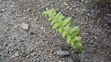 こごみ 2019/06/20 11:36:23