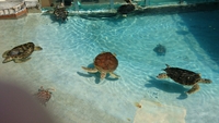 新江ノ島水族館 2016/03/27 11:06:41