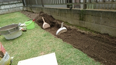 家庭菜園 2016/07/19 07:51:55