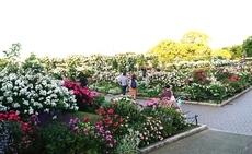 横浜の山下公園はお花が綺麗！ 2019/05/17 12:43:32