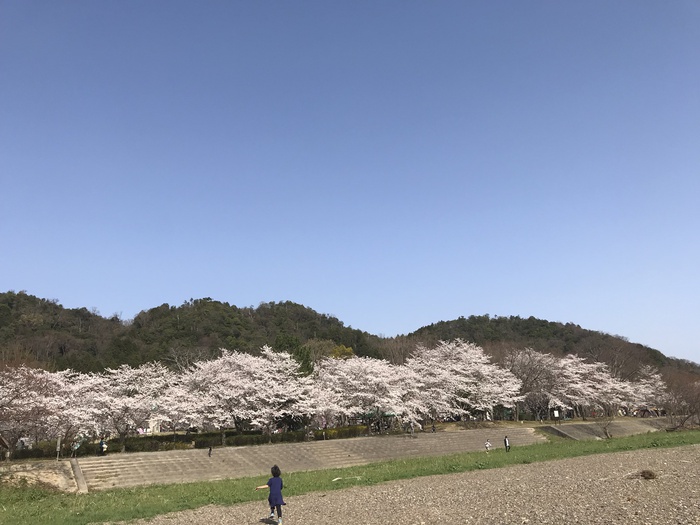 桜満開！！お花見キャンプ【妹背の里】（３月３１日～）