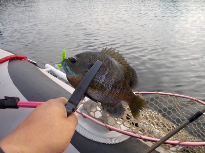 釣れはしたけど…