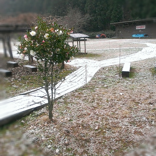 うさぎと一緒のキャンプ