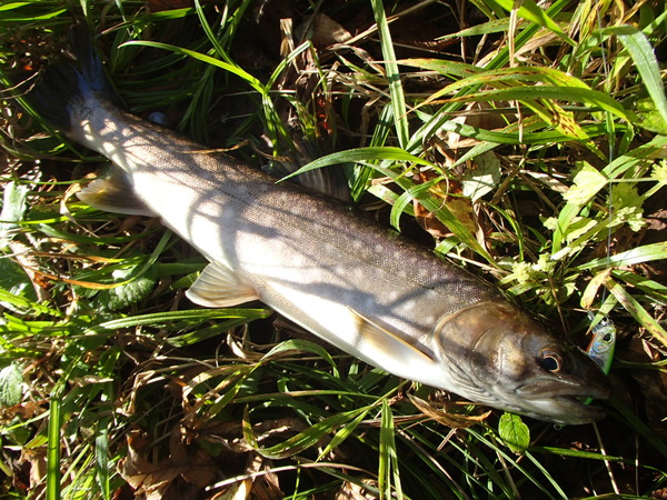 久しぶりの釣行です