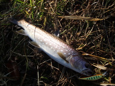 珍客登場・・・ 2019/11/05 19:05:03