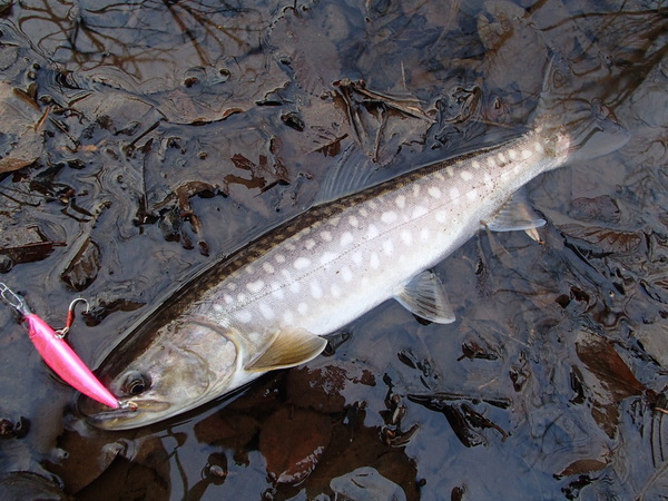 あぶらびれのある魚が好きなんです！:ガイドだけが・・・