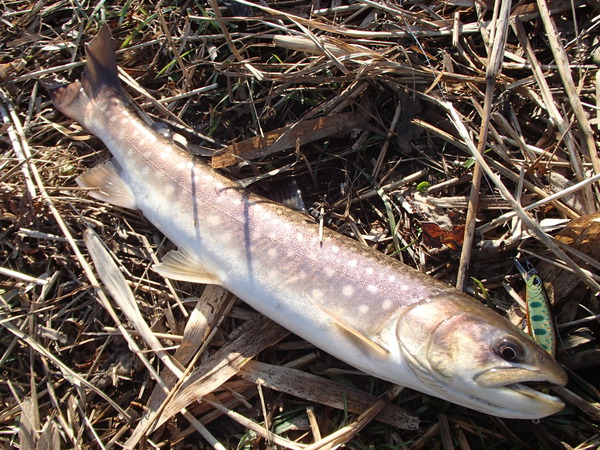 続・釣れて良かった！