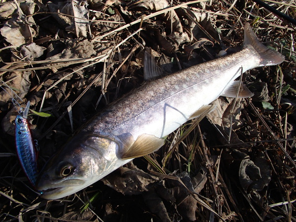 続・釣れて良かった！