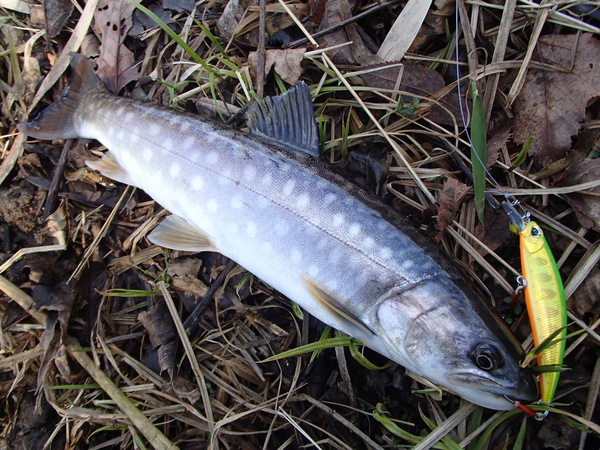 続・釣れて良かった！