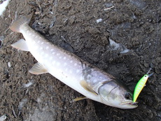 デカイの釣りたい・・・ 2019/12/11 21:05:03