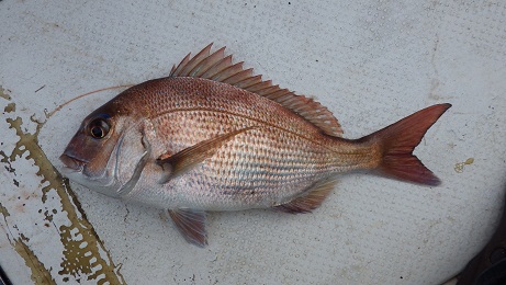 ６月　１８日　　テンヤ　釣行