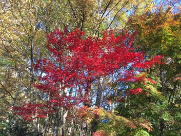 清里丘の公園オートキャンプ場