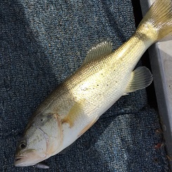 初釣り！！