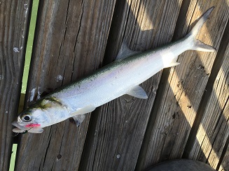 ちょっとアメリカ釣行！！