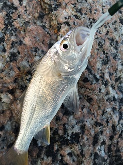 ＳＰＩ釣行！！