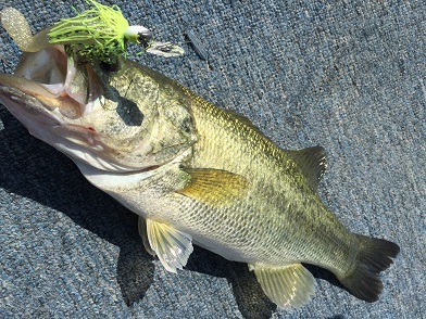 Memorial Fish！！ 60up！！