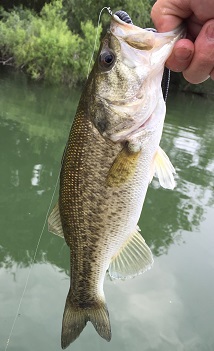 MEXICO BASS!!
