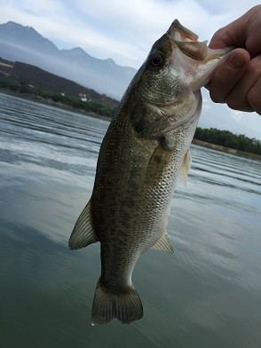 MEXICO BASS!!