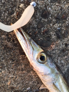 淡路カマス釣行‼️ 2017/09/16 09:55:16