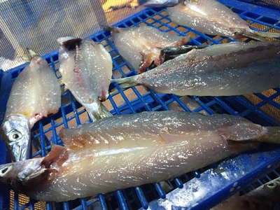 淡路カマス釣行‼️