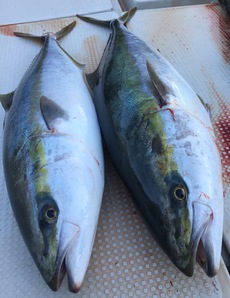 第4回巨鰤狩り(明陽丸)