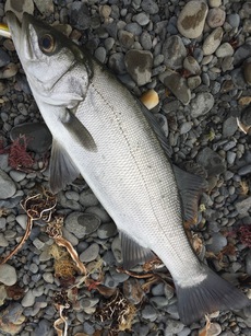Blackfin Seabass