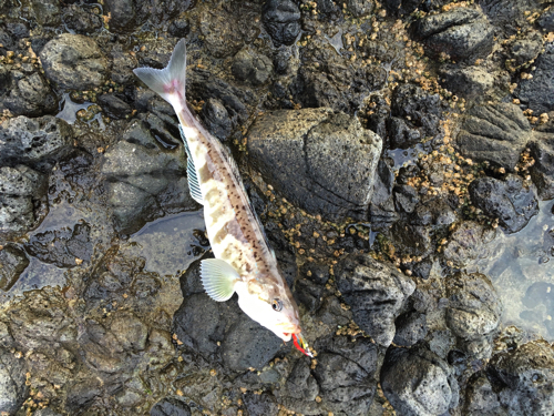 釣れていない魚を釣る！！　泊村の磯