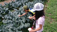 青虫取り参戦 2014/06/08 10:38:07