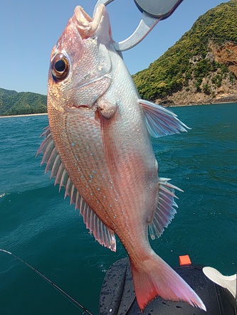 大荒れ山陰ジオパークでマダイ祭りの巻(*ﾟ∀ﾟ)