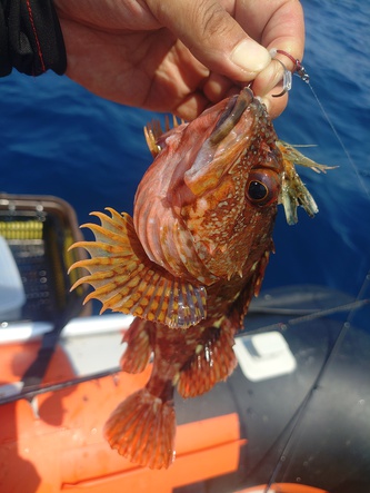 夏の海はハマチ祭り…いや、もはやハマチ地獄　(；・∀・)