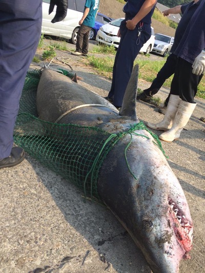 SHARK!!