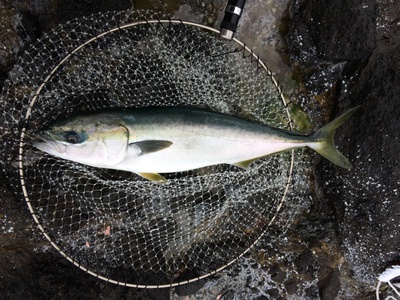 平成29年5月佐渡釣行