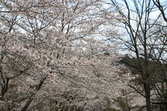 花見キャンプに行ってきました(^-^)/　　（その２）