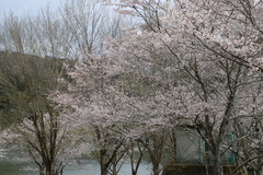 花見キャンプに行ってきました(^-^)/　　（その２）