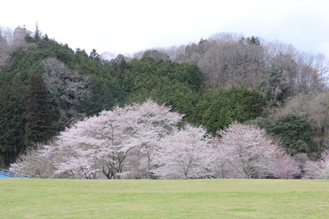 花見キャンプに行ってきました(^-^)/　　（その２）